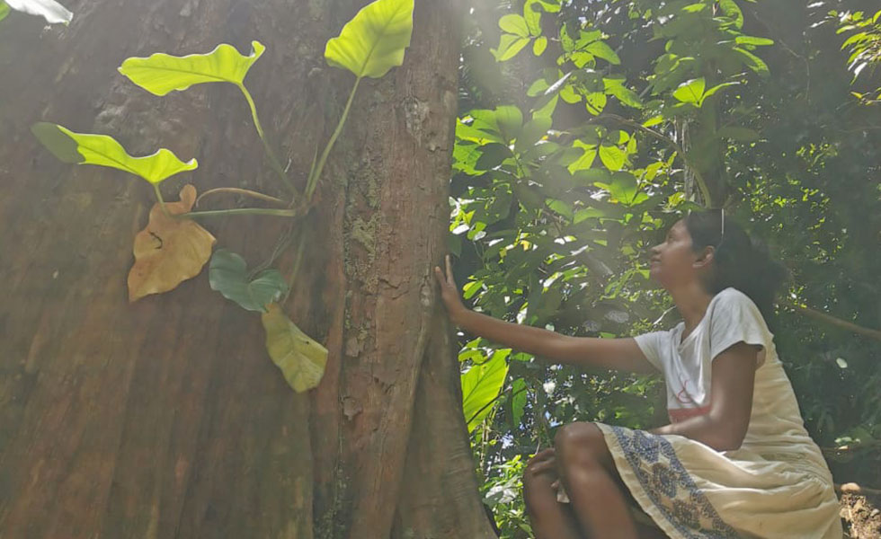 shinrin yoku bain de foret Guadeloupe