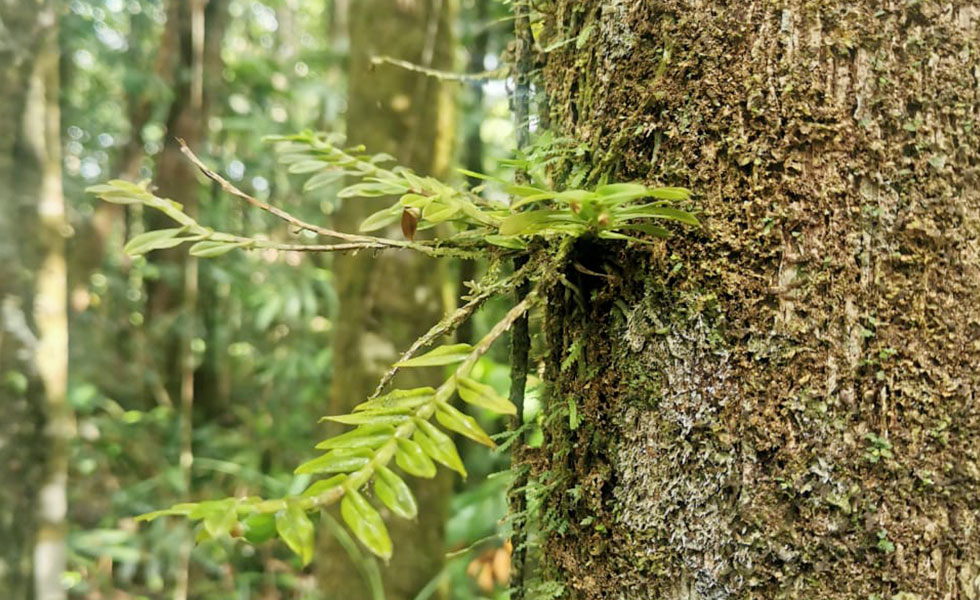 bain de foret Guadeloupe