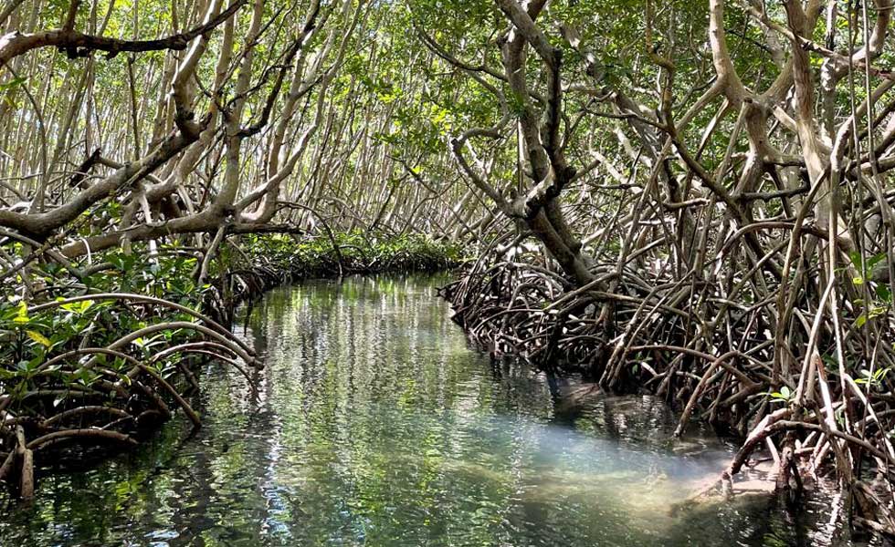 yalode kayak Guadeloupe