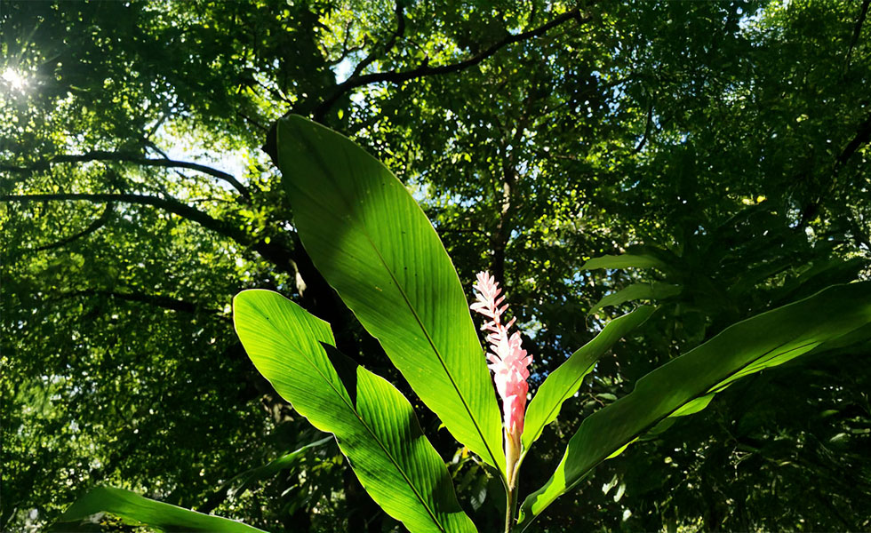 bain de foret Guadeloupe