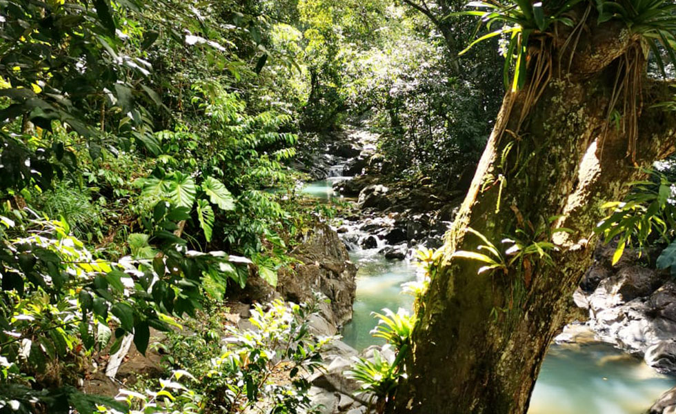 bain de foret Guadeloupe