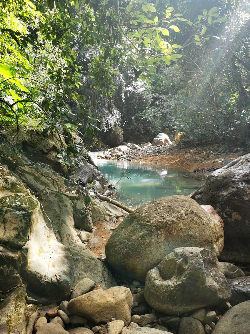 Shinrin Yoku guadeloupe