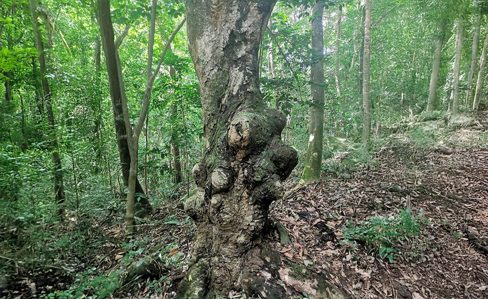 bain de foret Guadeloupe