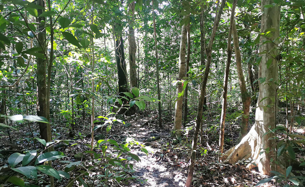 shinrin yoku bain de foret Guadeloupe
